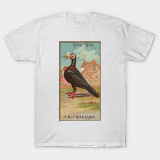 Carrier Pigeon Birds of America Antique Illustration T-Shirt